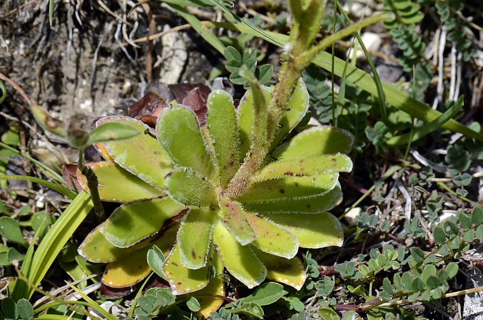 Saxifraga mutata / Sassifraga gialla aranciata
